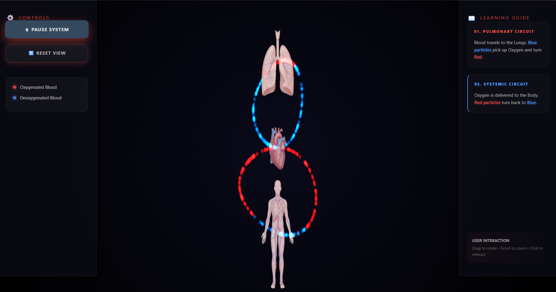 Systemic blood circulation, Pulmonary blood circulation