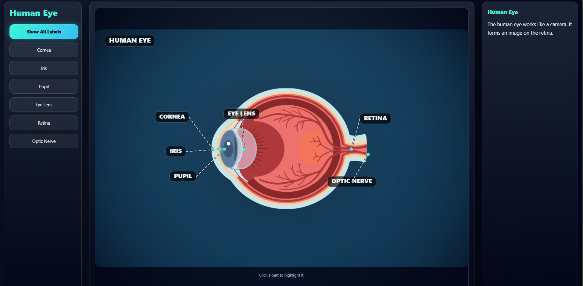 Human Eye