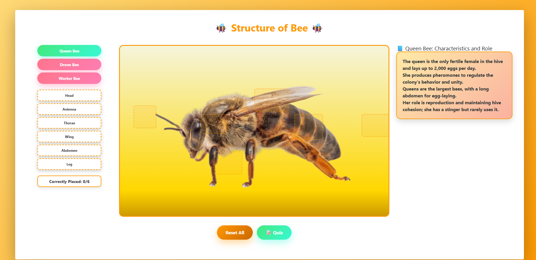 Physical structure of the bee