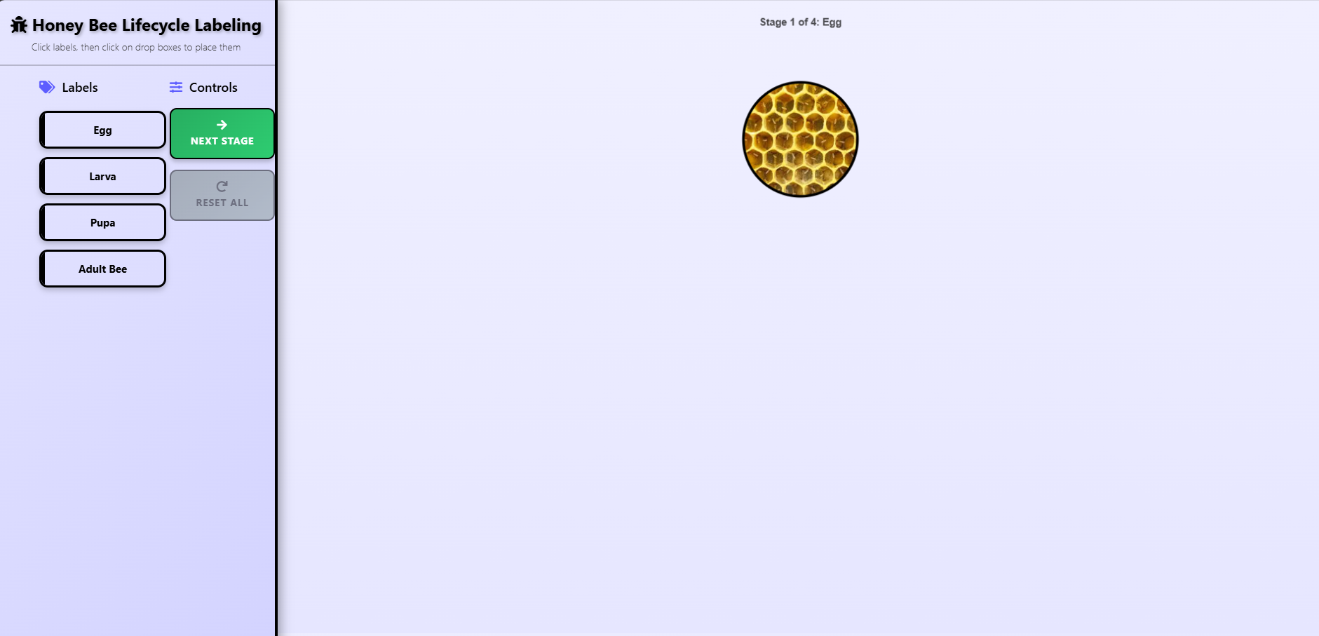 Life cycle of honey bee