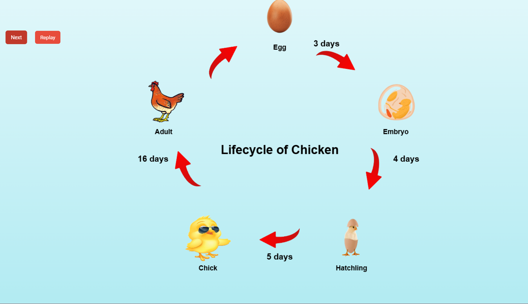 Animal Lifecycle