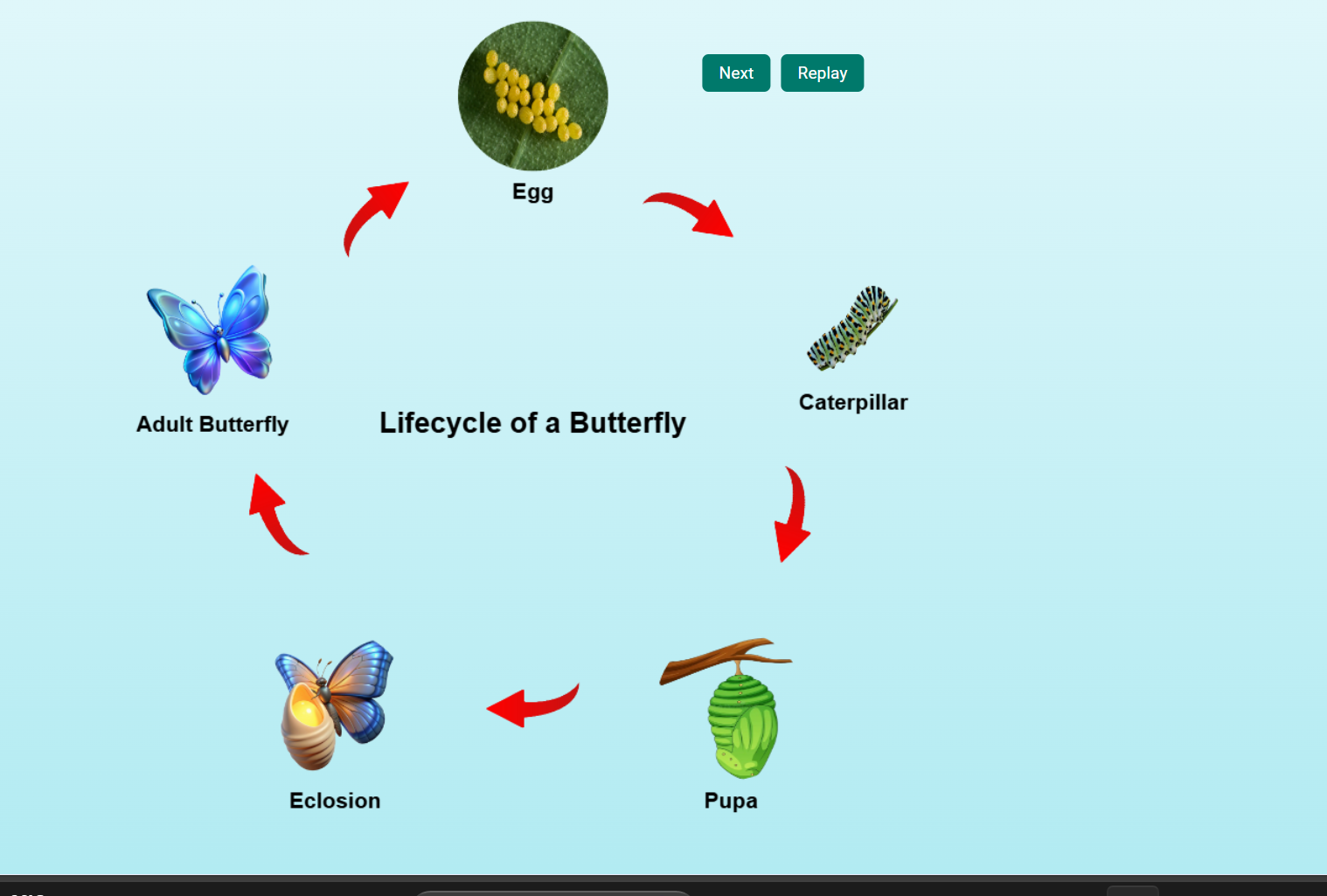 Life Cycle of Butterfly