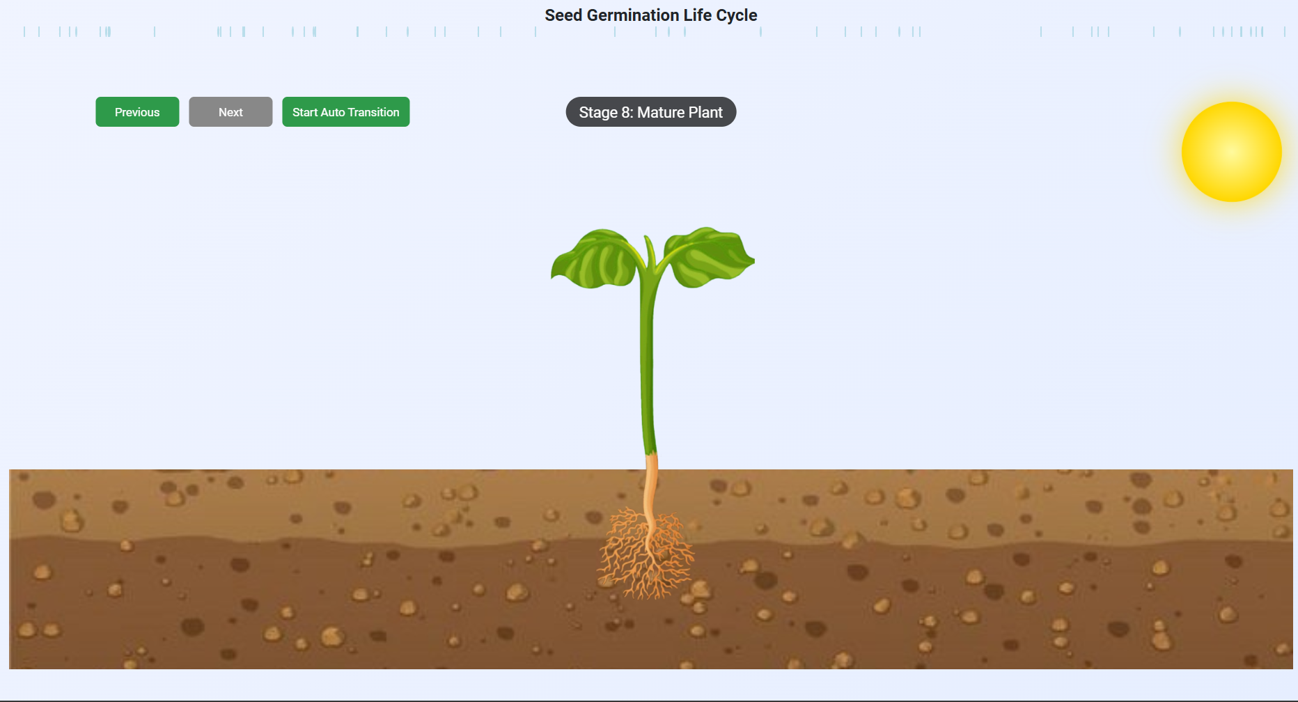 Plant Life Cycle