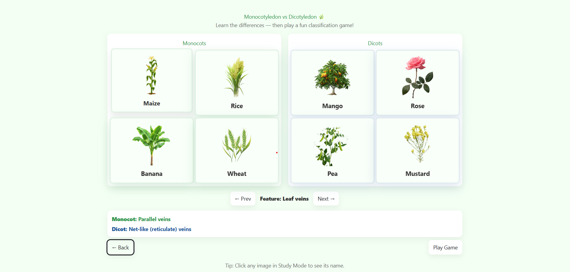 Monocotyledons and Dicotyledons