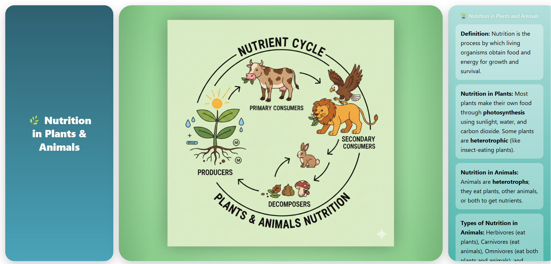 Nutrition in Plants and Animals