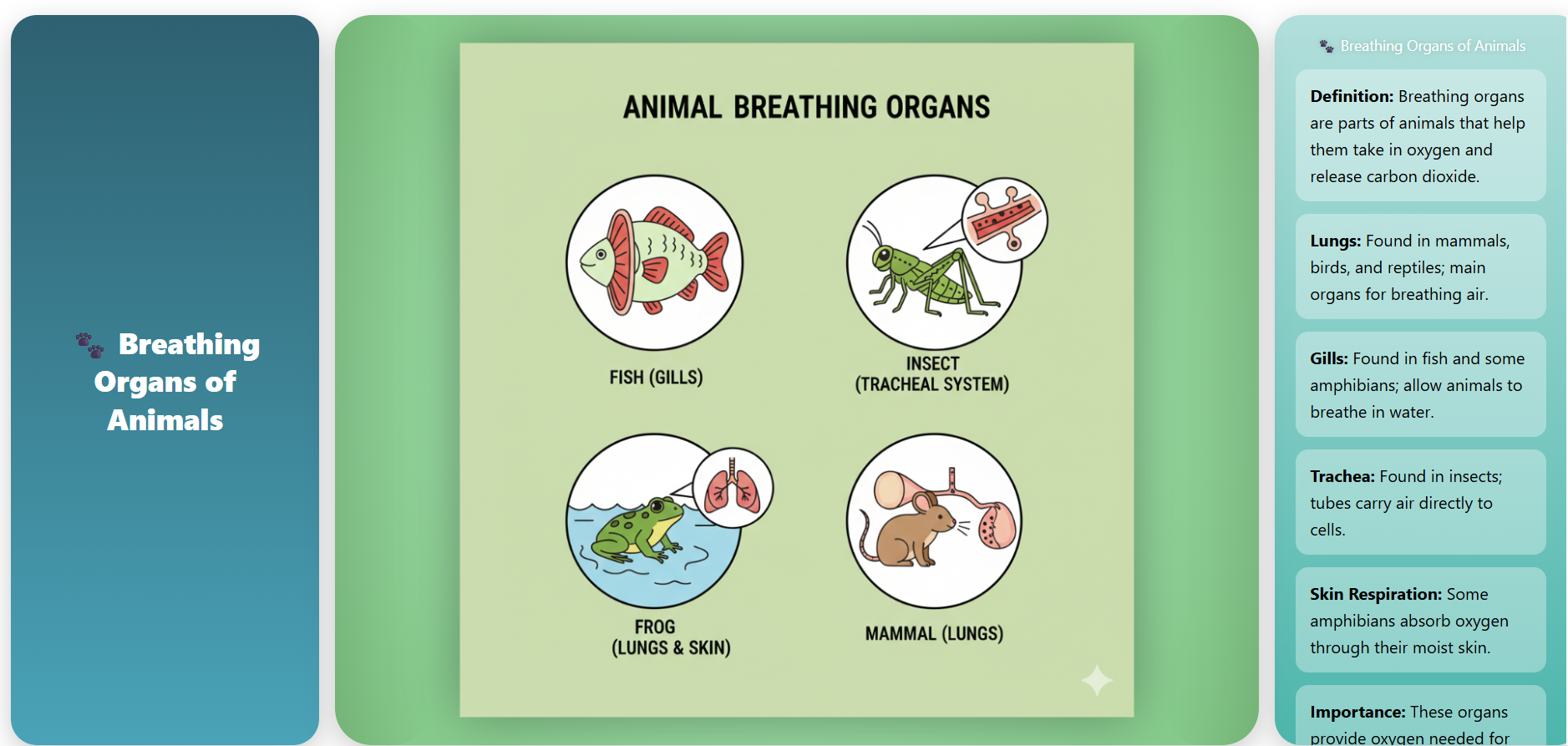 Breathing Organs of Animals