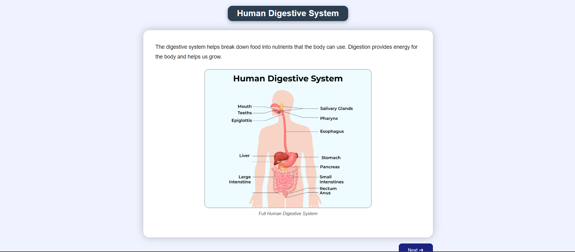 Human digestive system