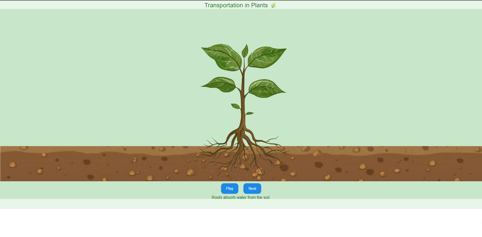Transportation in plants