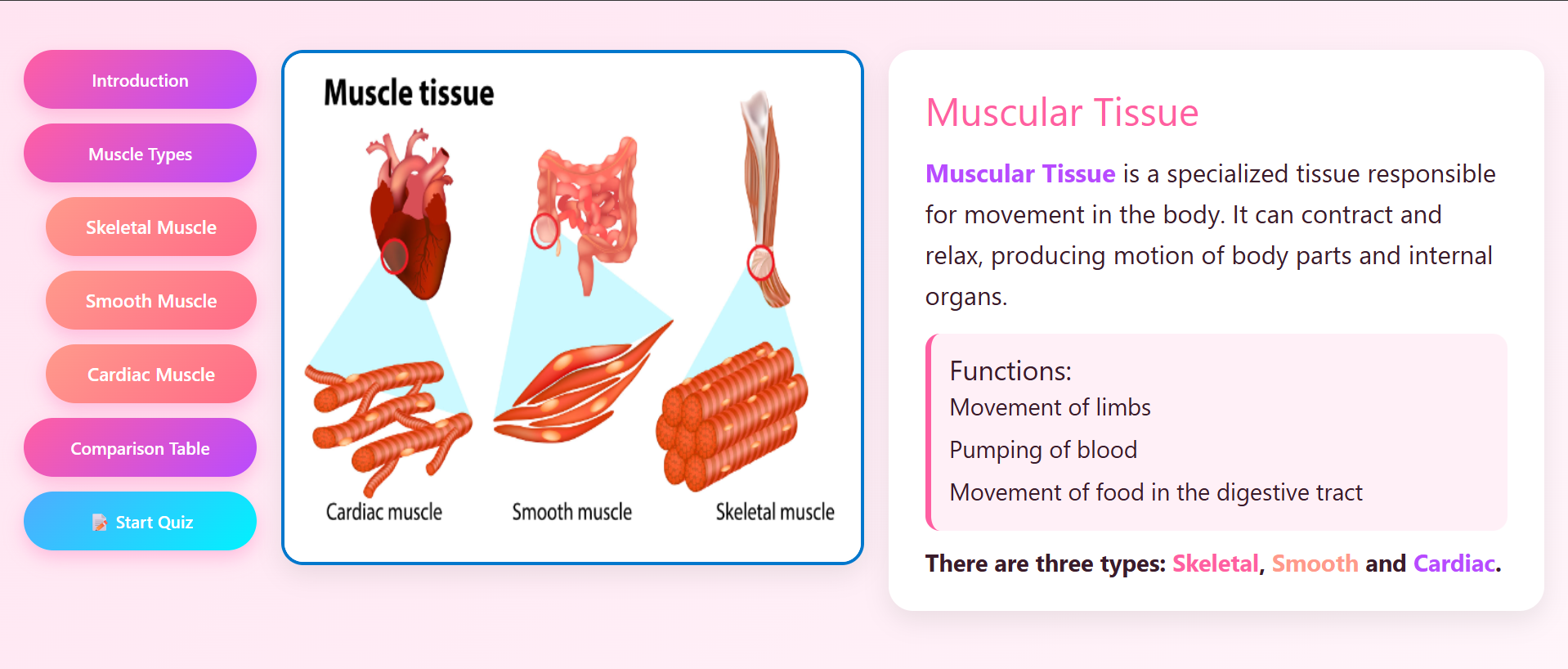 Muscular tissue