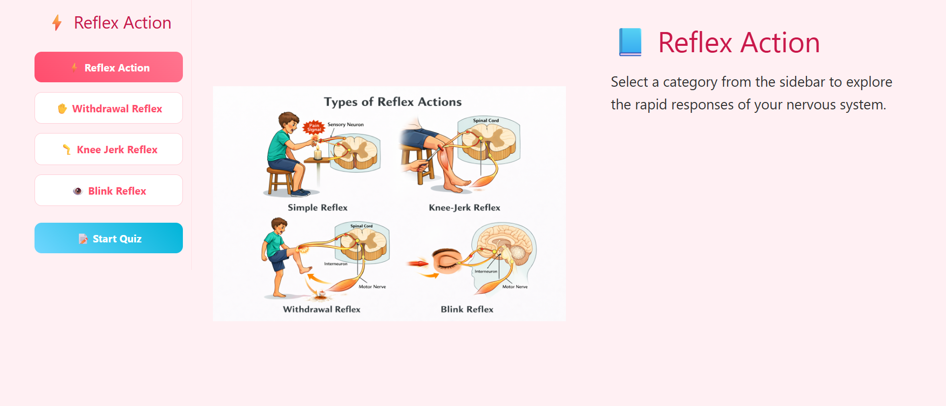 Reflex action