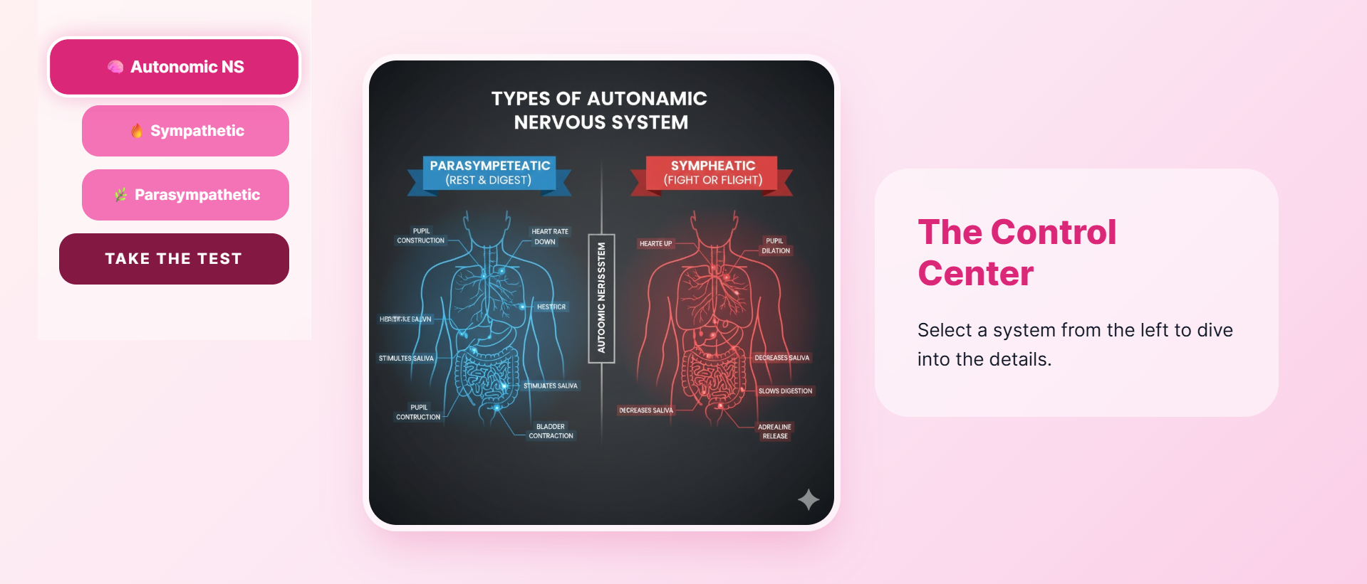 Autonomic nervous system