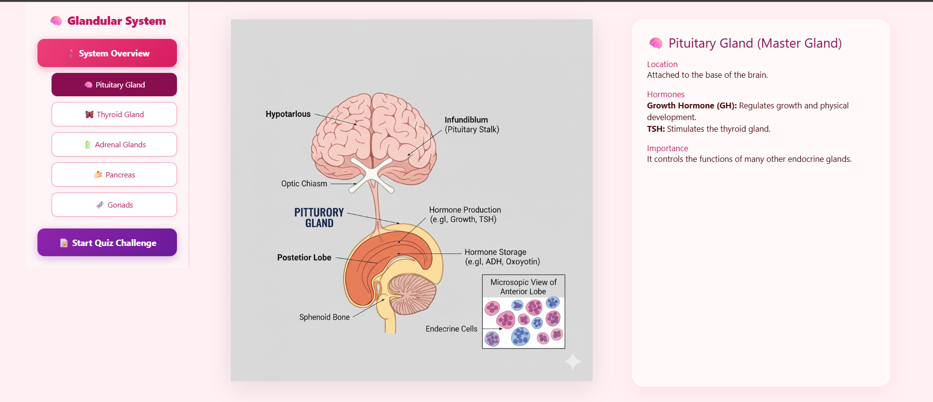 Human glandular system